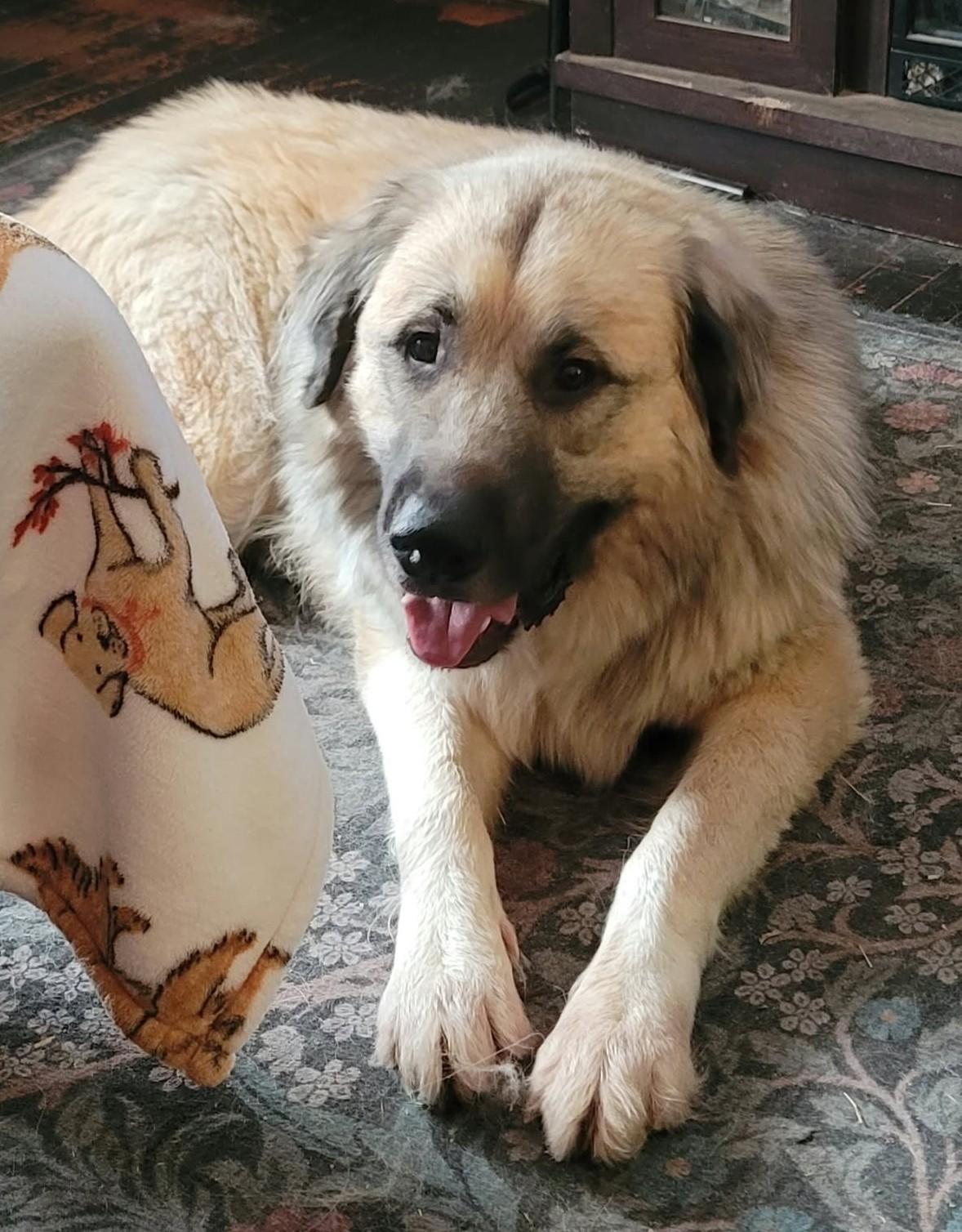 Rhodes, Adoptable, Adult Male Great Pyrenees & Anatolian Shepherd.