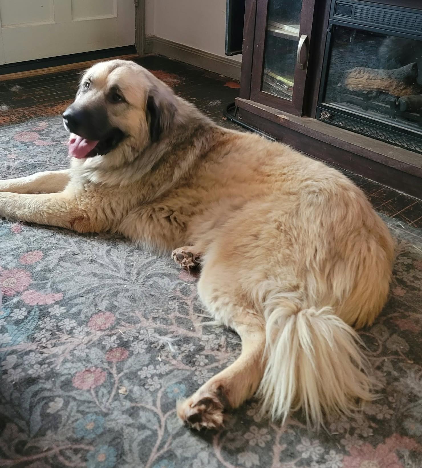 Enlarge Rhodes, a Adoptable mixed breed in Oklahoma City, OK, OK image 2/6