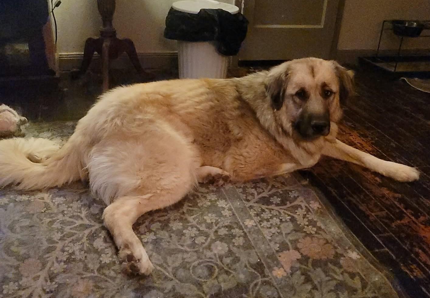 Enlarge Rhodes, a Adoptable mixed breed in Oklahoma City, OK, OK image 6/6