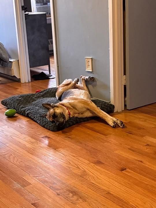 Enlarge Charlotte, an adopted German Shepherd Dog in Yonkers, NY image 3/3