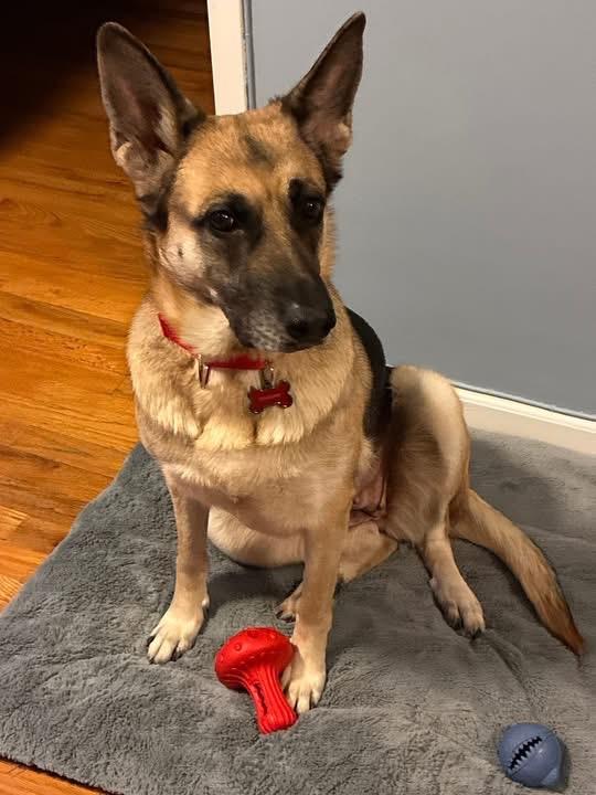 Enlarge Charlotte, an adopted German Shepherd Dog in Yonkers, NY image 2/3