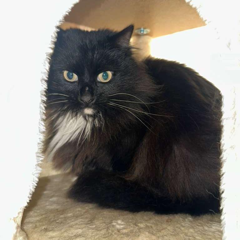 Zorro, Adoptable, Adult Female Domestic Long Hair.