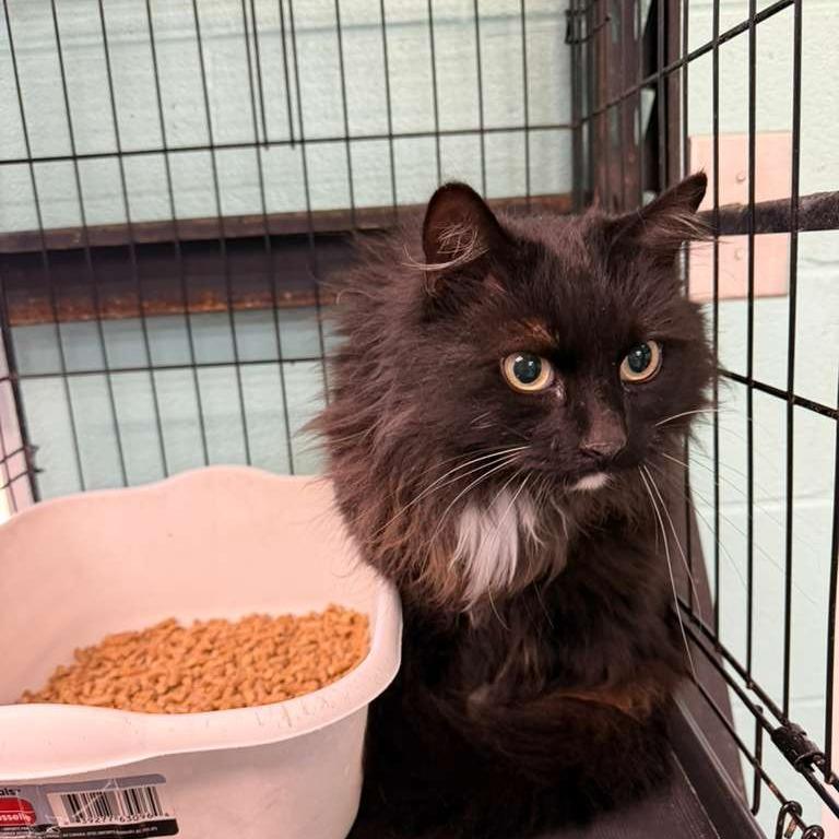 Enlarge Zorro, a Adoptable Domestic Long Hair in Gadsden, AL image 1/2