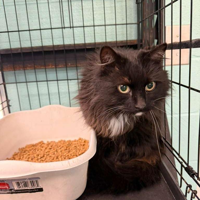 Enlarge Zorro, a Adoptable Domestic Long Hair in Gadsden, AL image 2/2