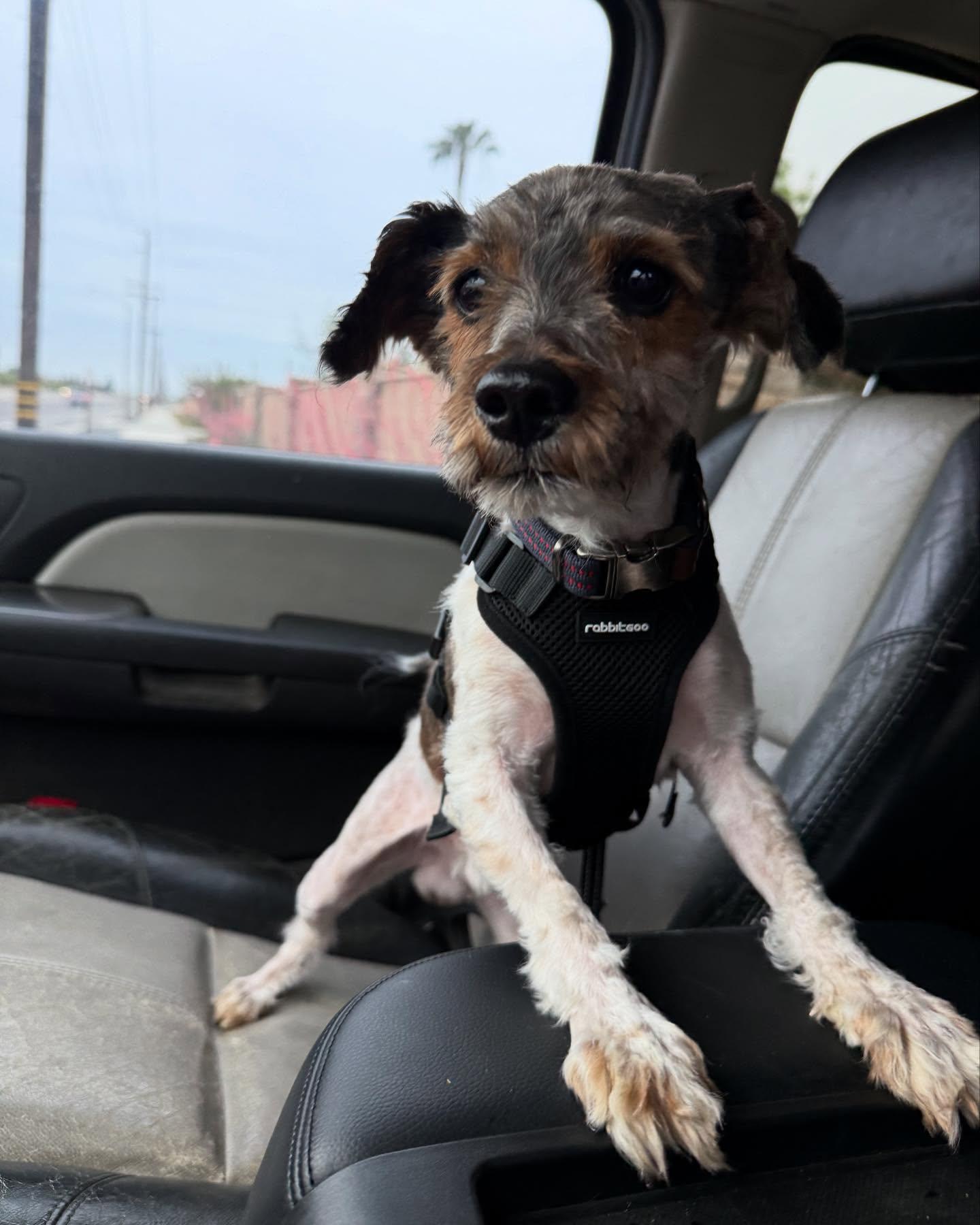 Zack, Adoptable, Adult Male Poodle.