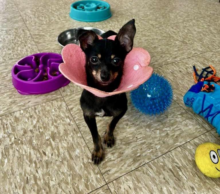 Enlarge Gizmo, an adopted Chihuahua in Glendale, NY image 3/3