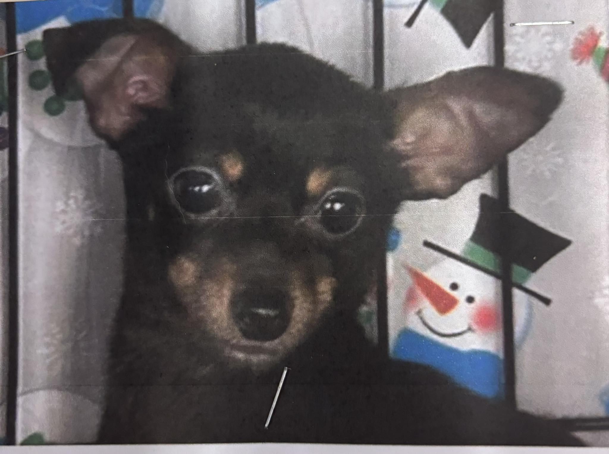 Enlarge Gizmo, an adopted Chihuahua in Glendale, NY image 2/3