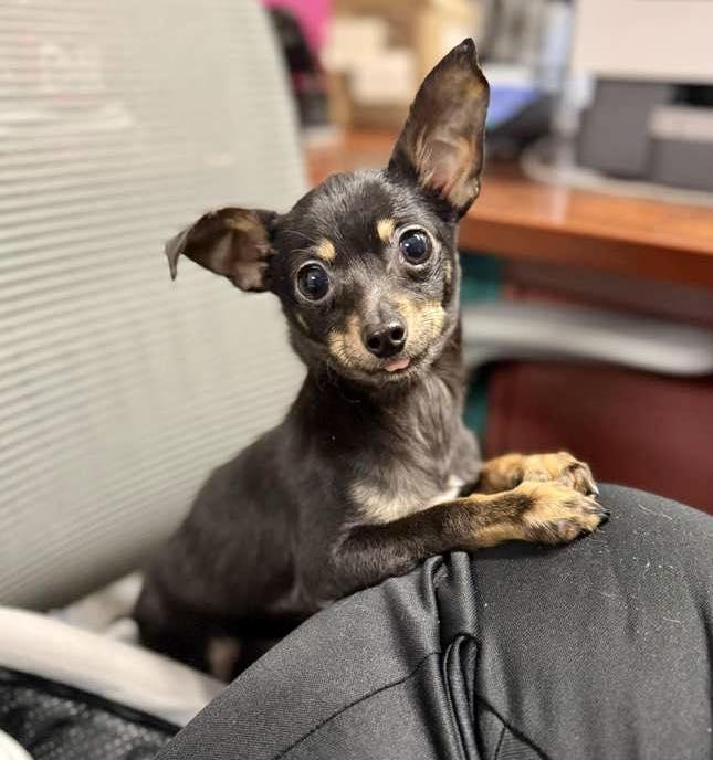 Enlarge Gizmo, an adopted Chihuahua in Glendale, NY image 1/3