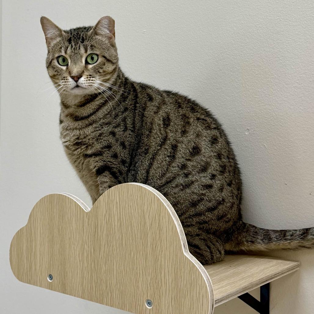 Enlarge Stapler, a Adoptable Domestic Short Hair in Medina, OH image 1/5