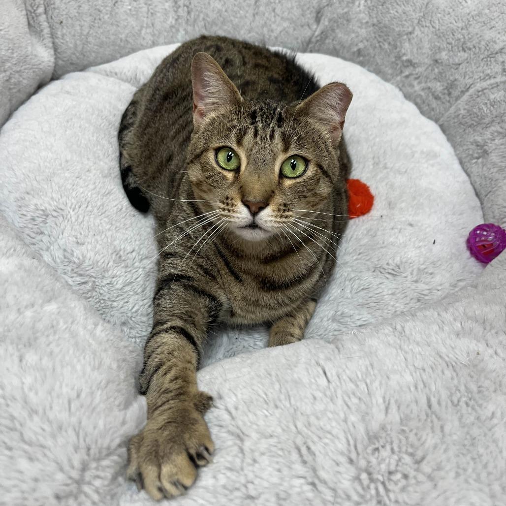 Enlarge Stapler, a Adoptable Domestic Short Hair in Medina, OH image 3/5