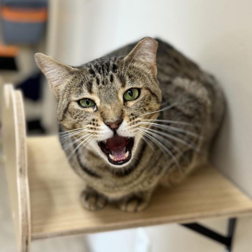 Enlarge Stapler, a Adoptable Domestic Short Hair in Medina, OH image 4/5