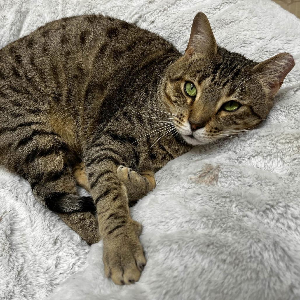 Enlarge Stapler, a Adoptable Domestic Short Hair in Medina, OH image 5/5