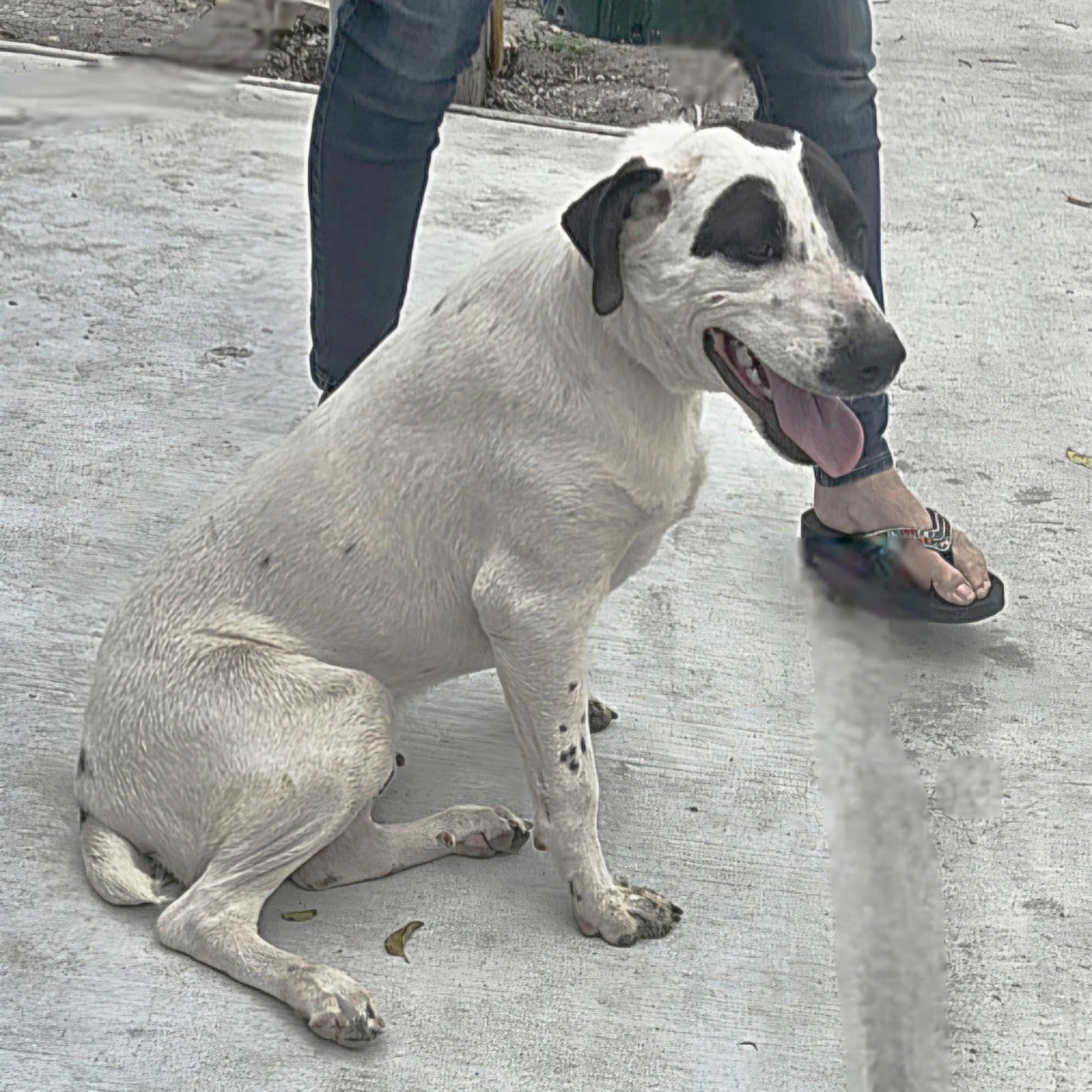 Simmons — thumbnail 3