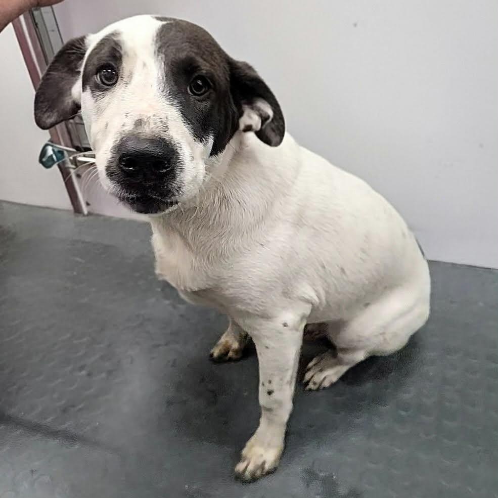 Simmons — thumbnail 6