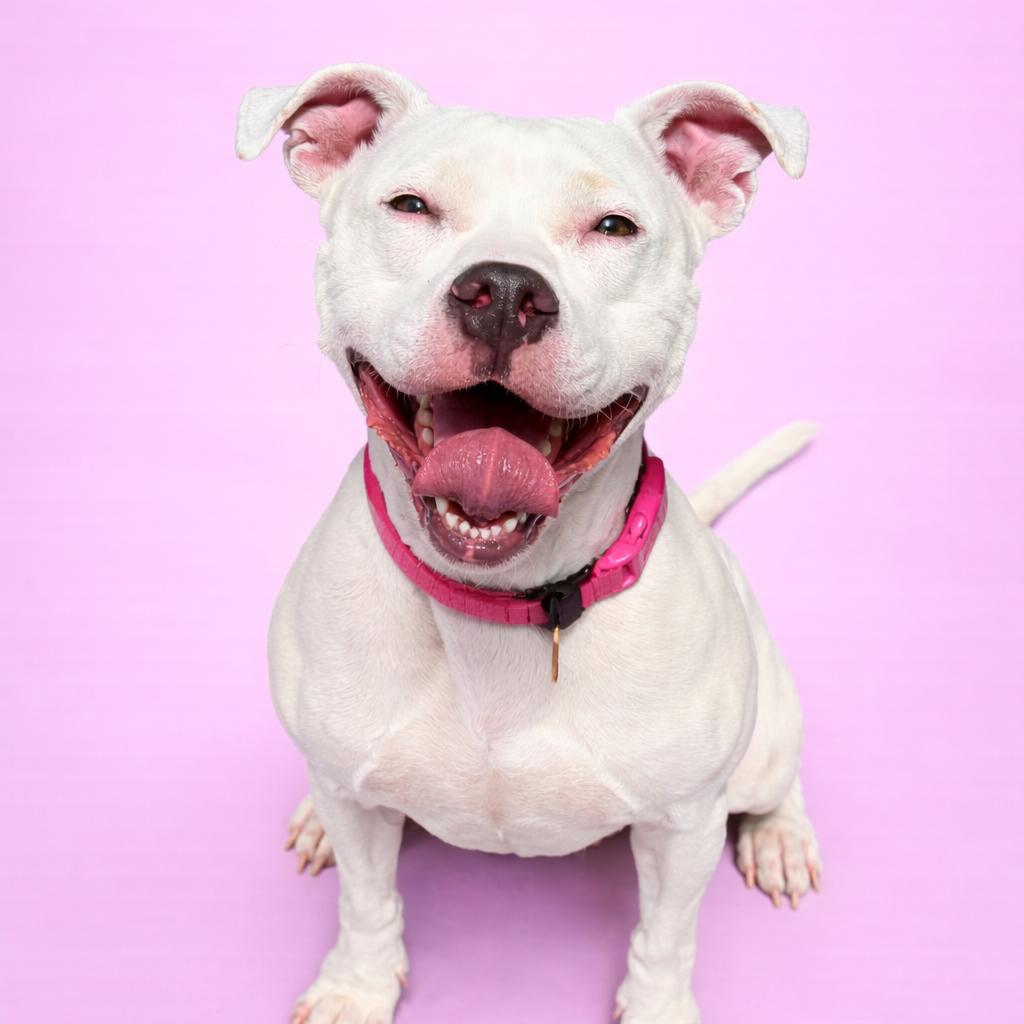 Enlarge Elizabeth, a Adoptable mixed breed in Concord, NC image 1/6