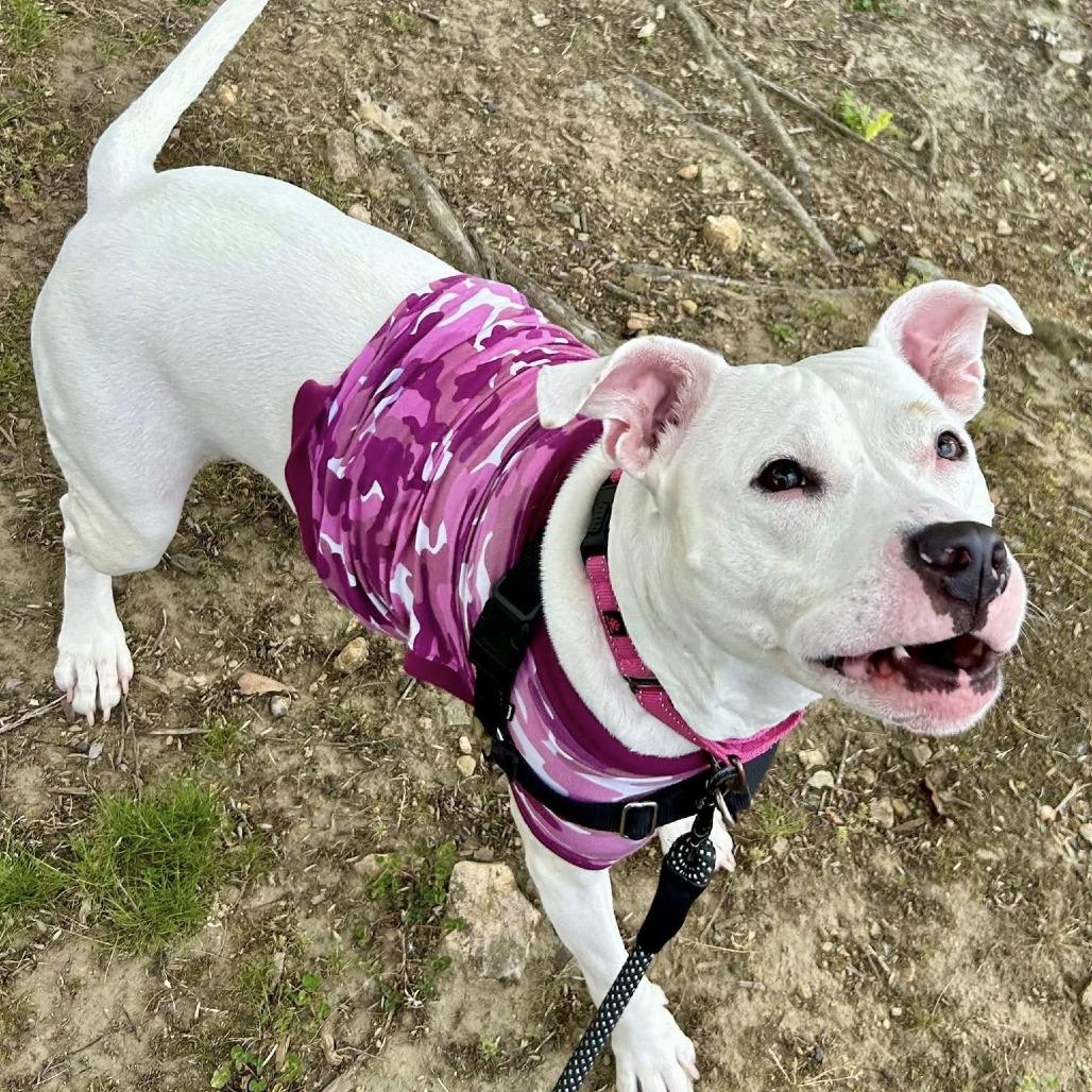 Enlarge Elizabeth, a Adoptable mixed breed in Concord, NC image 2/6