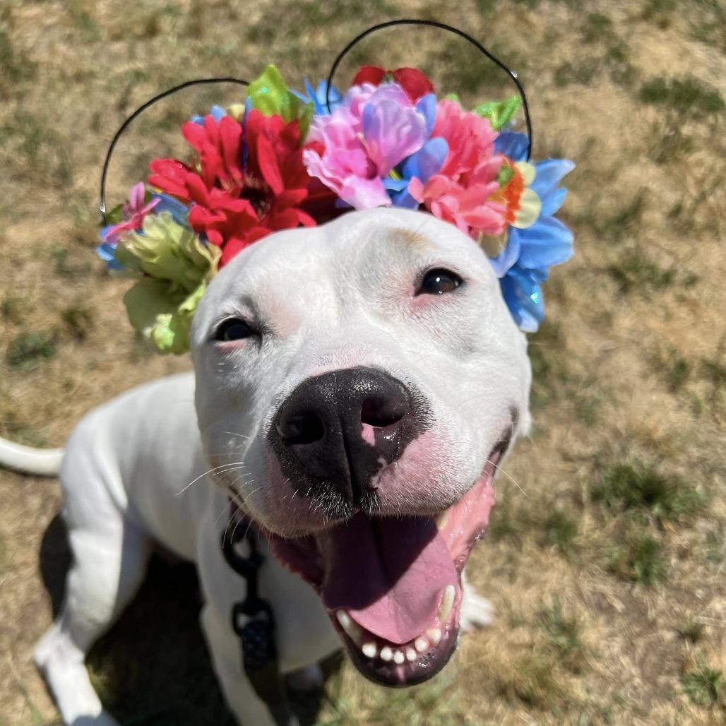 Enlarge Elizabeth, a Adoptable mixed breed in Concord, NC image 3/6