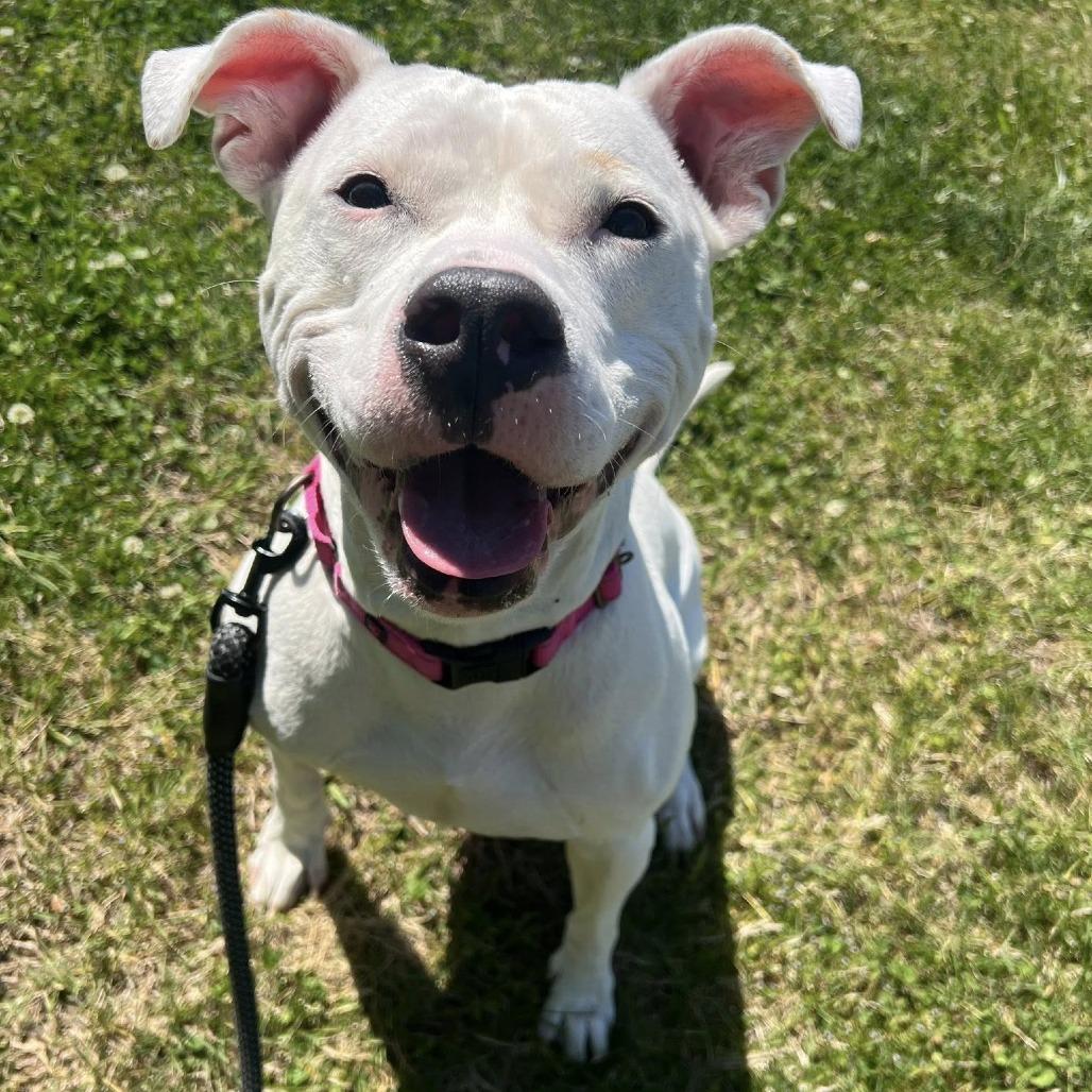 Enlarge Elizabeth, a Adoptable mixed breed in Concord, NC image 4/6