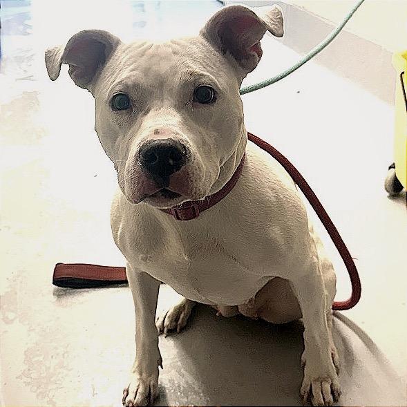 Enlarge Elizabeth, a Adoptable mixed breed in Concord, NC image 5/6
