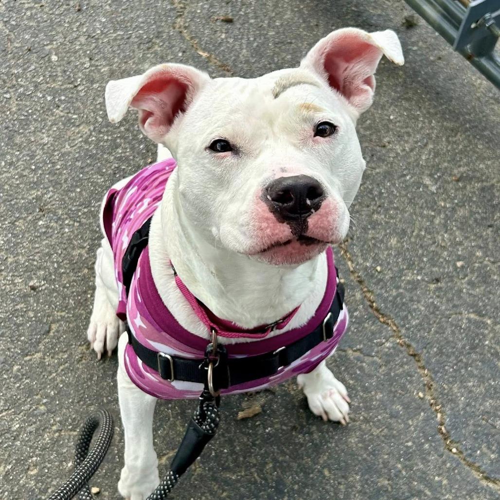 Enlarge Elizabeth, a Adoptable mixed breed in Concord, NC image 6/6