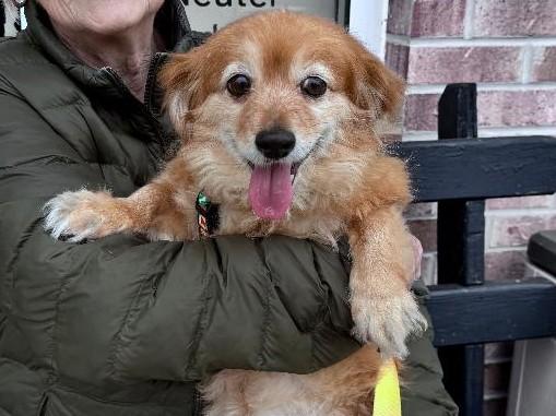 Ginger-3/6/26, adopted, Senior Female Spaniel.
