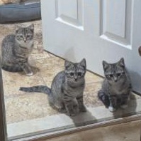 Spice Kittens, a ADOPTABLE Domestic Short Hair in Annapolis, MD image 2/2