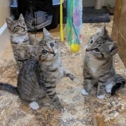 Spice Kittens, a ADOPTABLE Domestic Short Hair in Annapolis, MD image 1/2