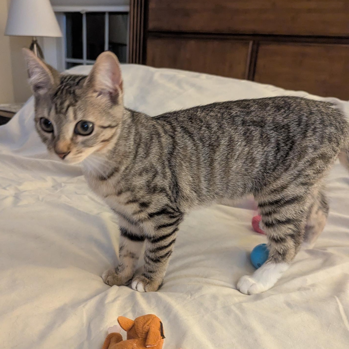 Tabasco, a ADOPTABLE Domestic Short Hair in Annapolis, MD image 2/3