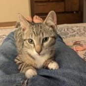 Tabasco, ADOPTABLE, Kitten Female Domestic Short Hair.