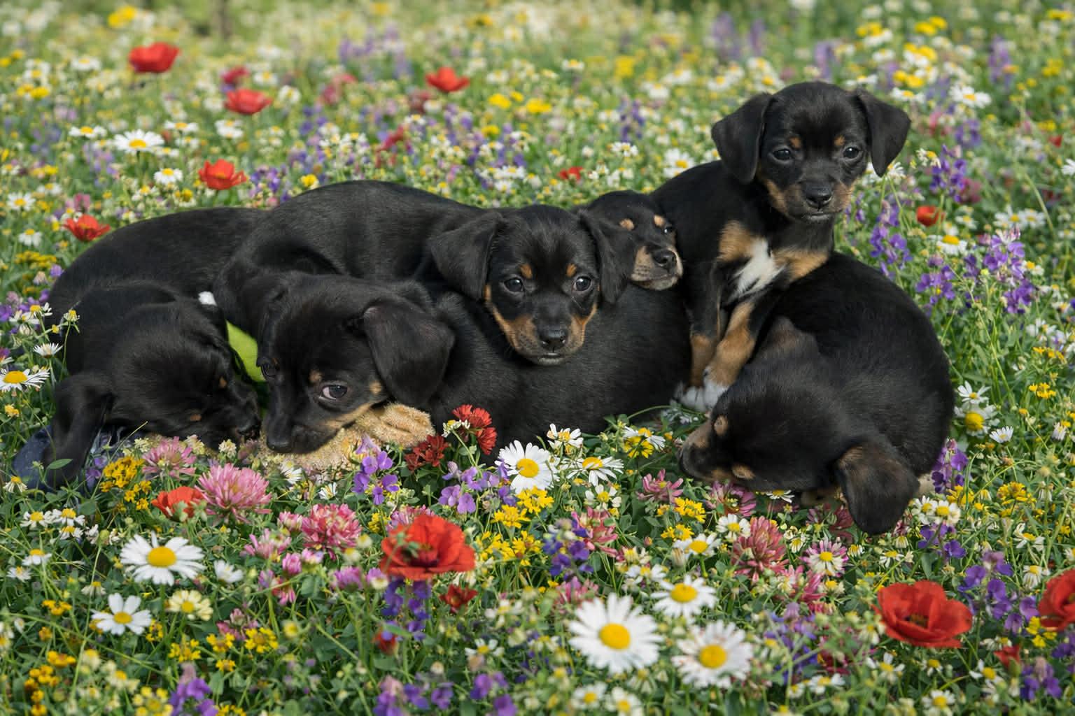 Litter post! , ADOPTABLE, Puppy Male Dachshund & Chihuahua.