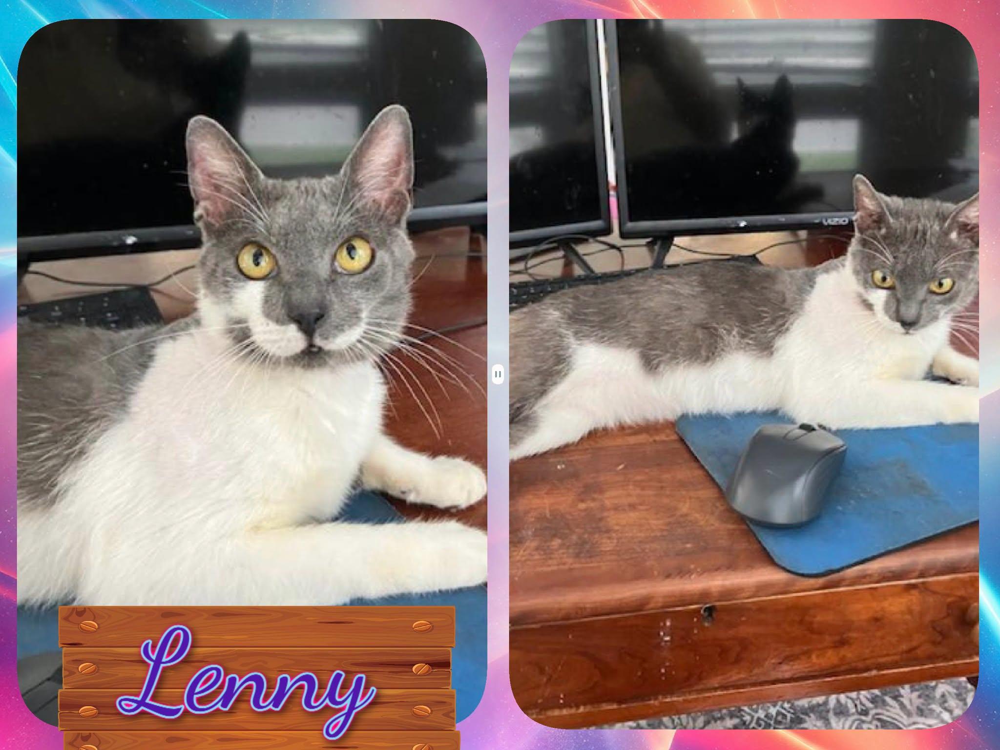 Lenny, ADOPTABLE, Adult Male Domestic Short Hair.