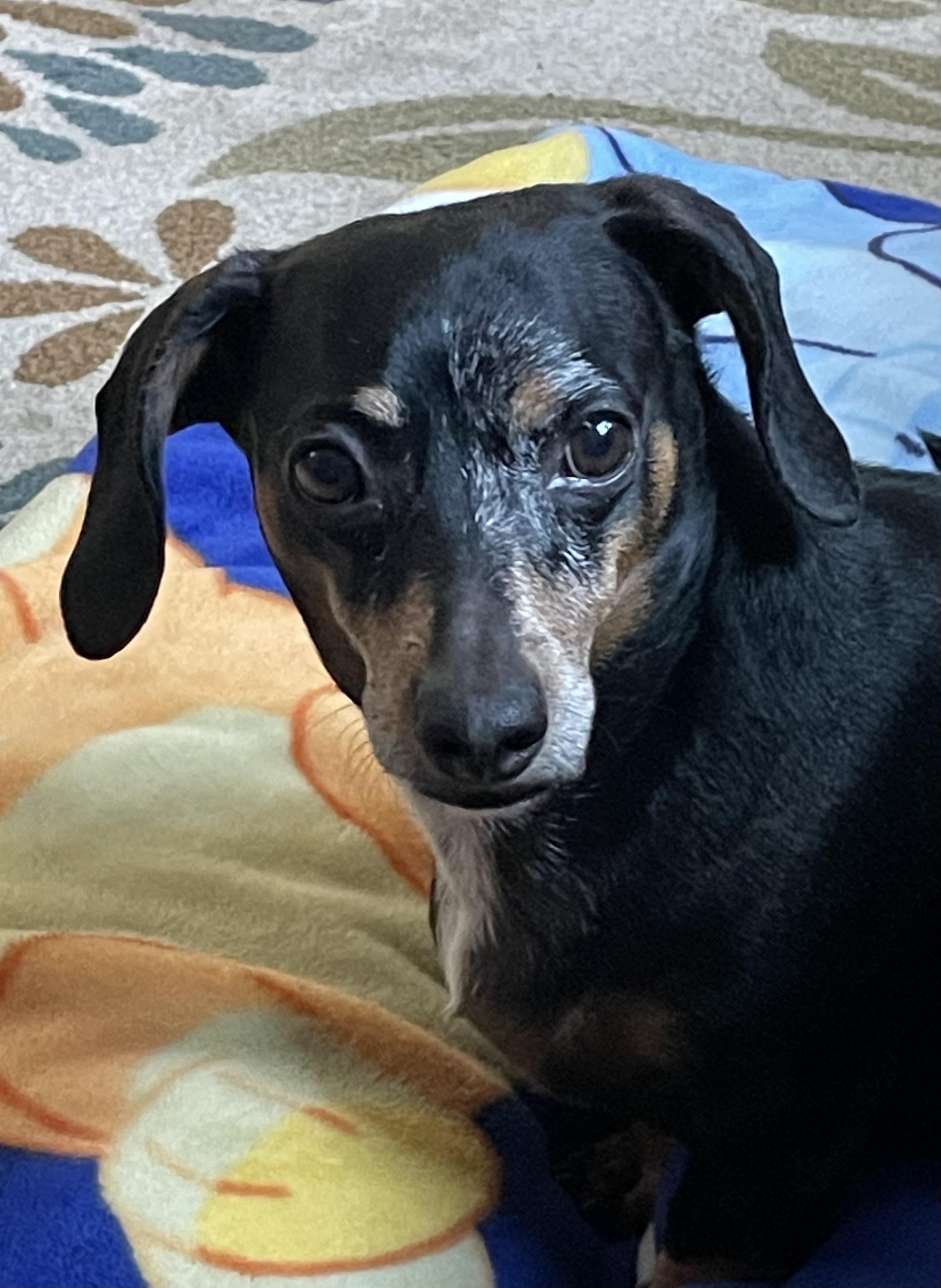 Betty, Adult Female Dachshund