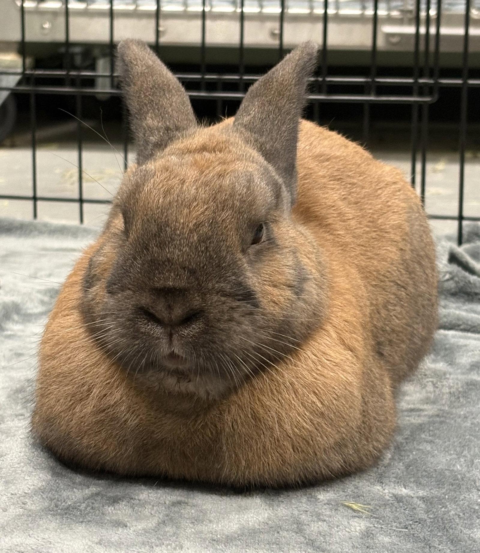 Pierre, Adoptable, Young Male American.