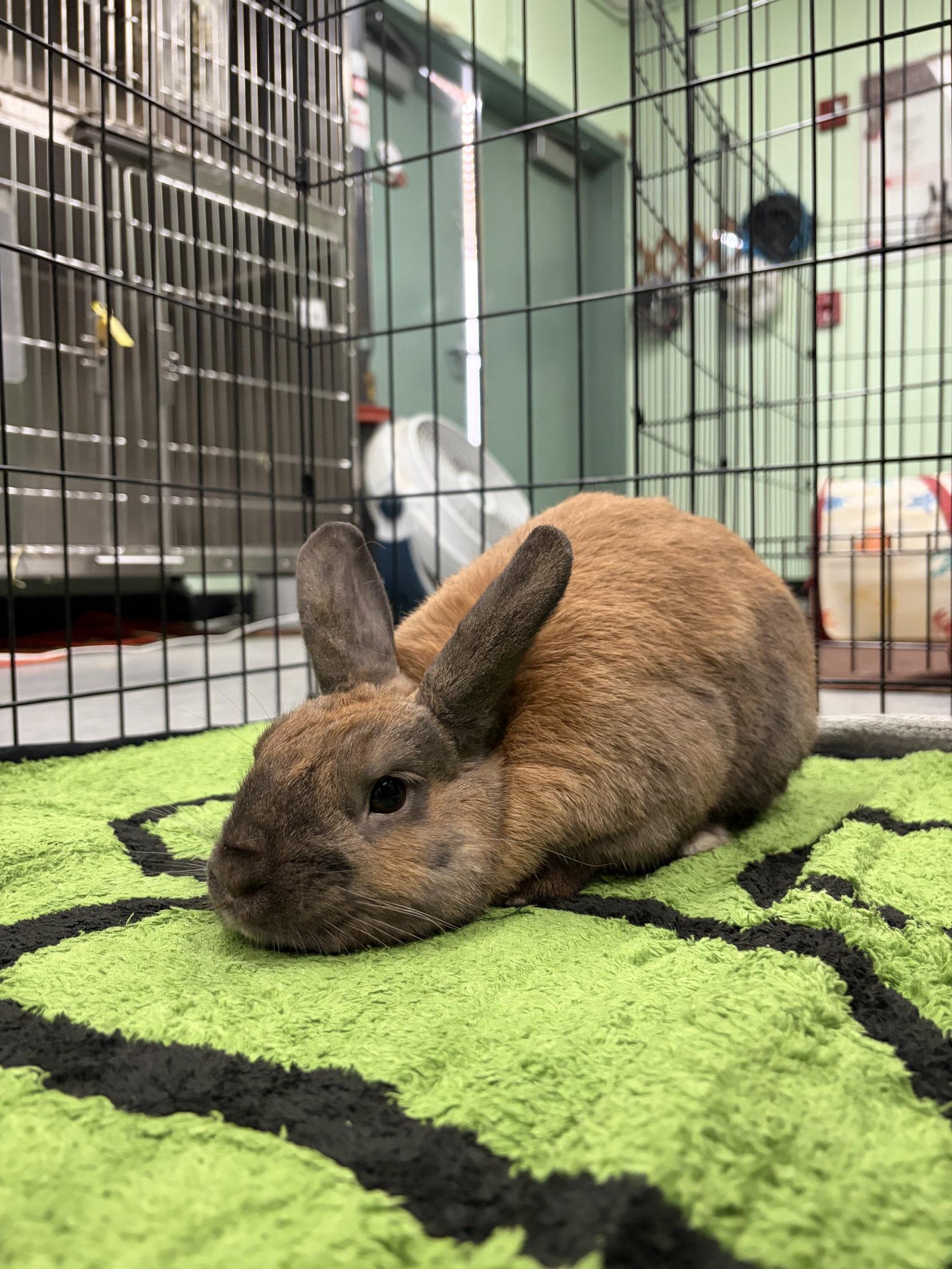 Enlarge Pierre, a Adoptable American in Oakland, CA image 2/3
