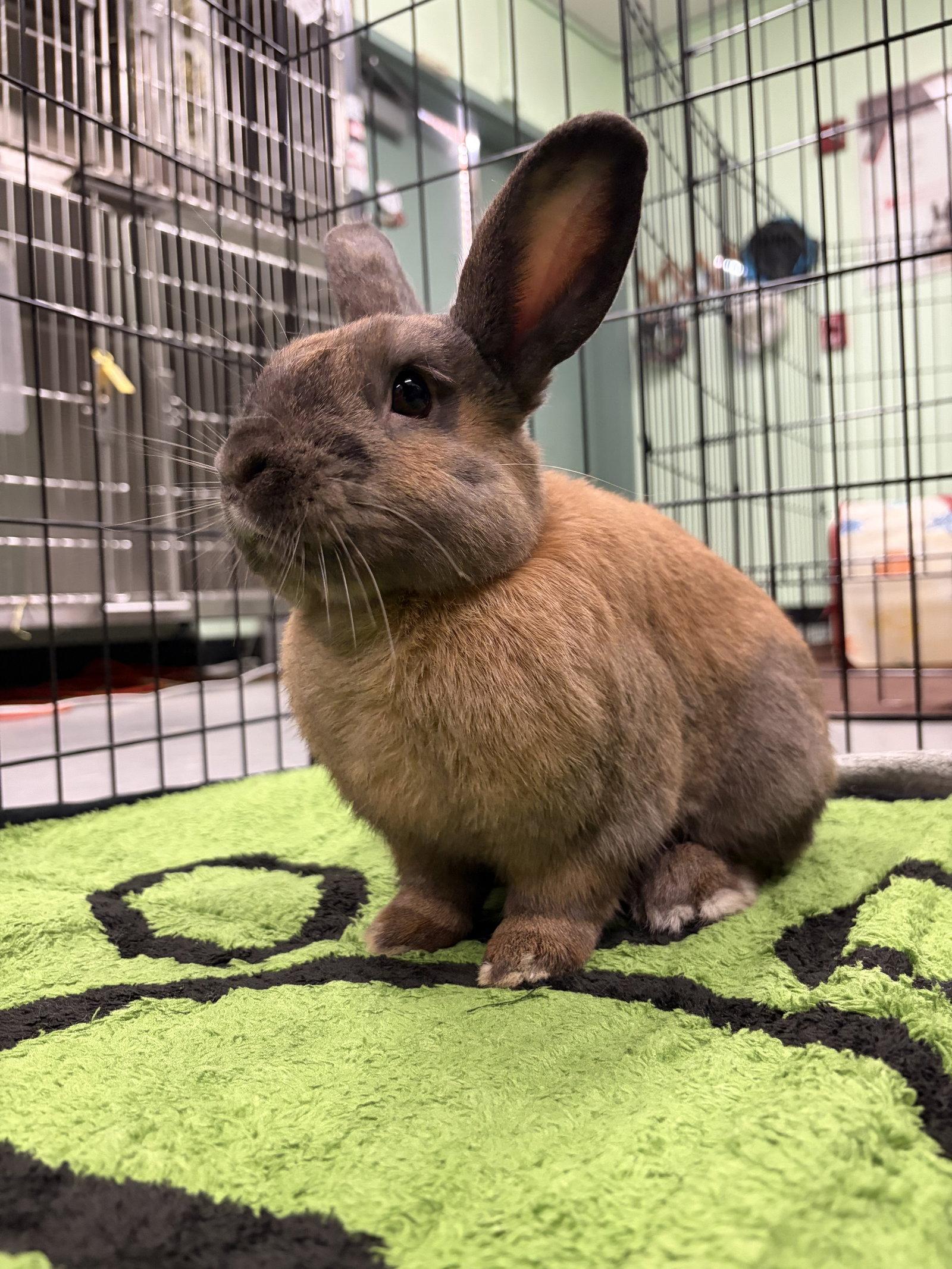 Enlarge Pierre, a Adoptable American in Oakland, CA image 3/3