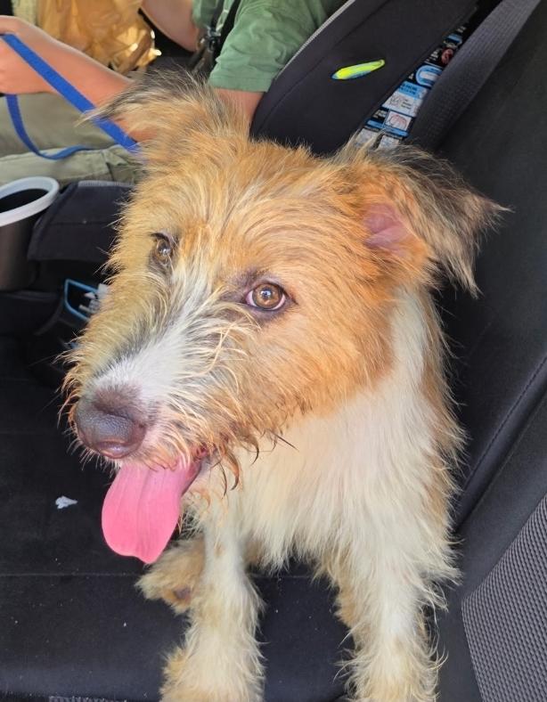 Enlarge Bert, a Adoptable mixed breed in Miami, FL image 1/3