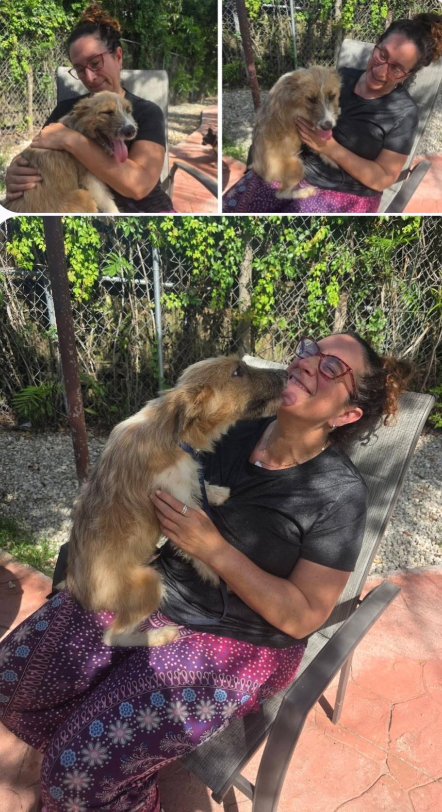 Enlarge Bert, a Adoptable mixed breed in Miami, FL image 3/3