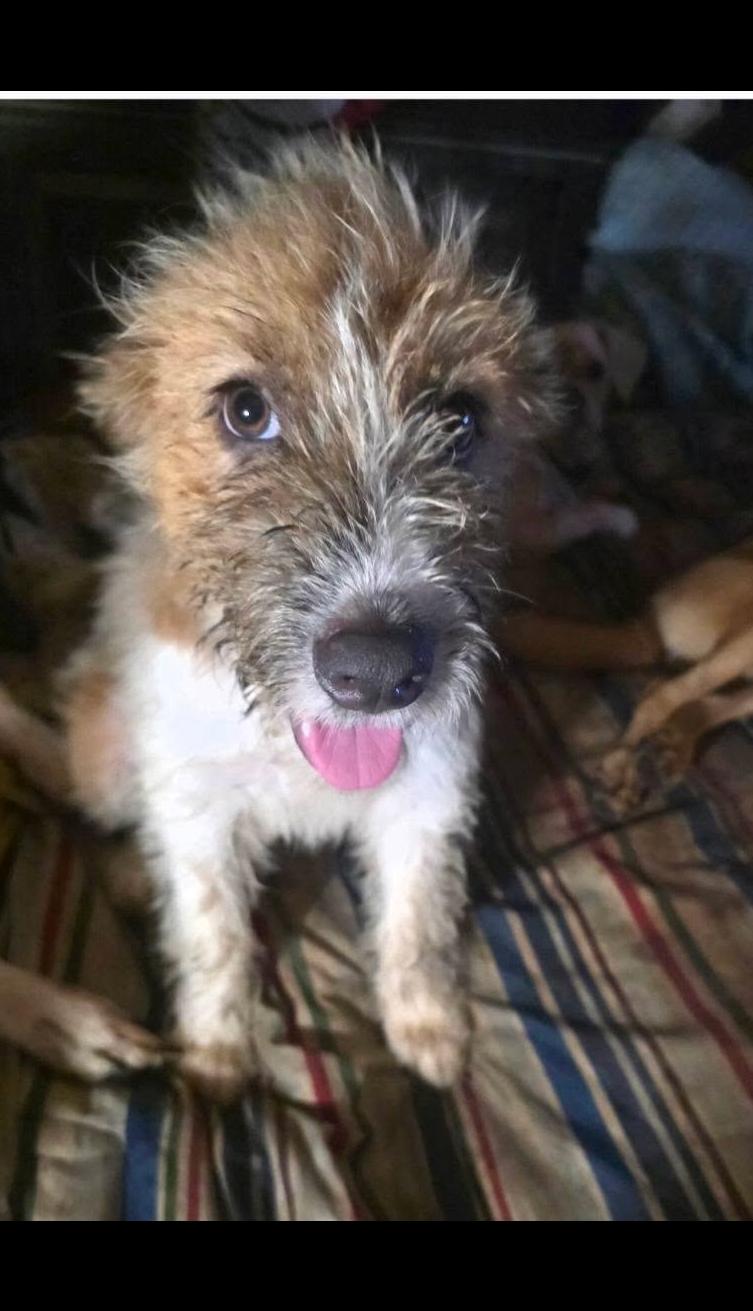 Bert, a ADOPTABLE mixed breed in Miami, FL image 1/2