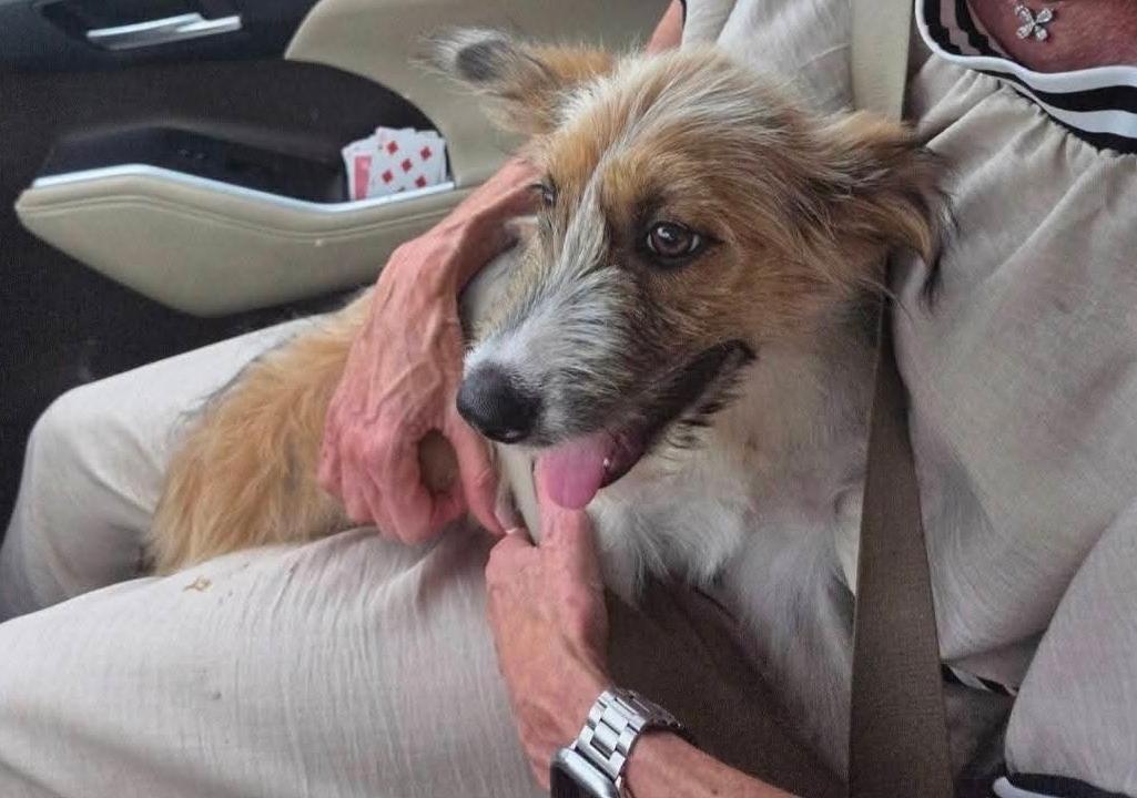Bert, a ADOPTABLE mixed breed in Miami, FL image 2/2
