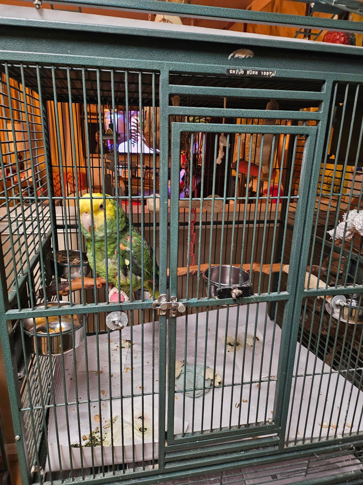 Enlarge Chico, a Adopted Amazon in Belford, NJ image 1/3