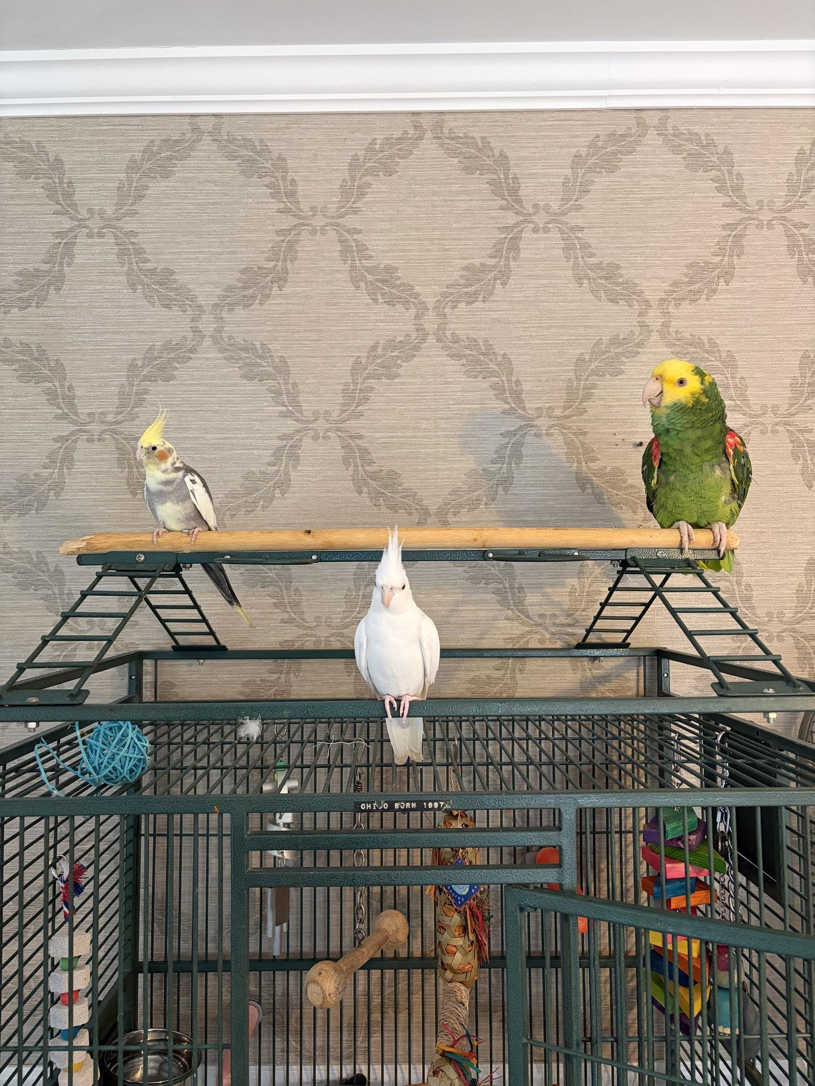 Enlarge Chico, a Adopted Amazon in Belford, NJ image 2/3