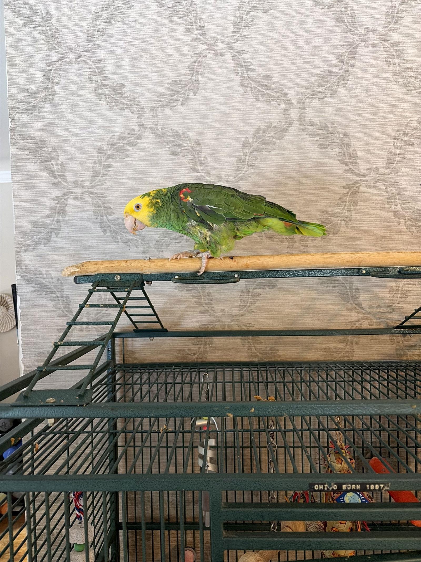 Enlarge Chico, a Adopted Amazon in Belford, NJ image 3/3