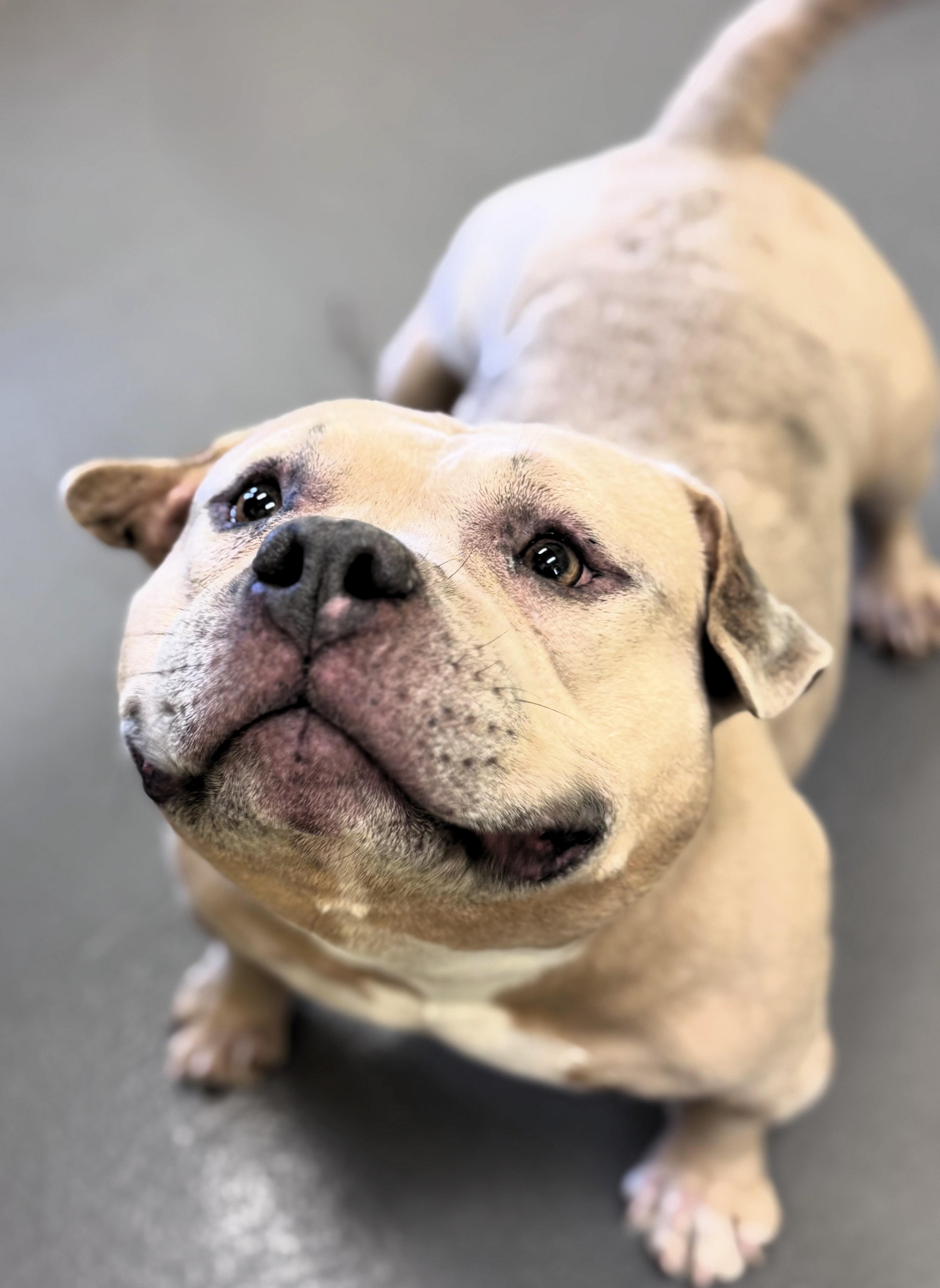 Stallone, ADOPTABLE, Adult Male Pit Bull Terrier.