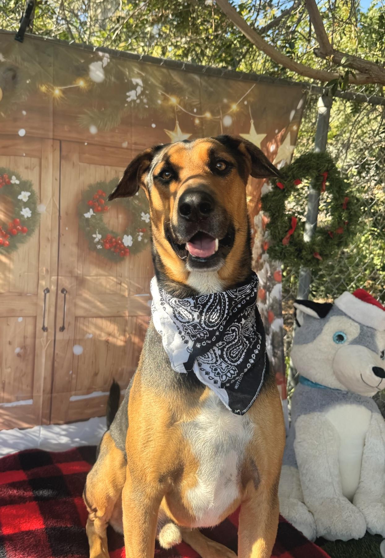 Enlarge Travis, a Adoptable Doberman Pinscher in Los Angeles , CA image 3/5