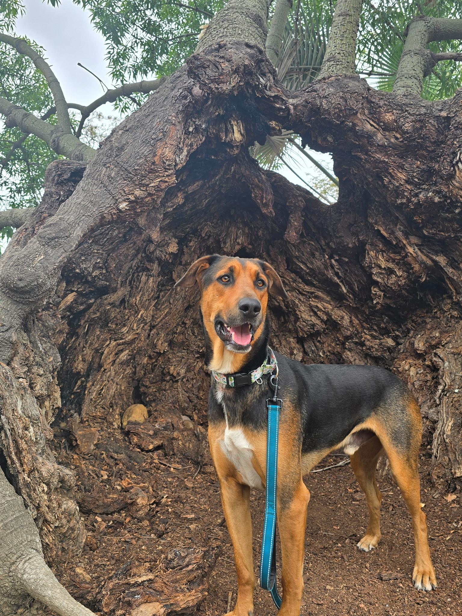 Enlarge Travis, a Adoptable Doberman Pinscher in Los Angeles , CA image 2/5