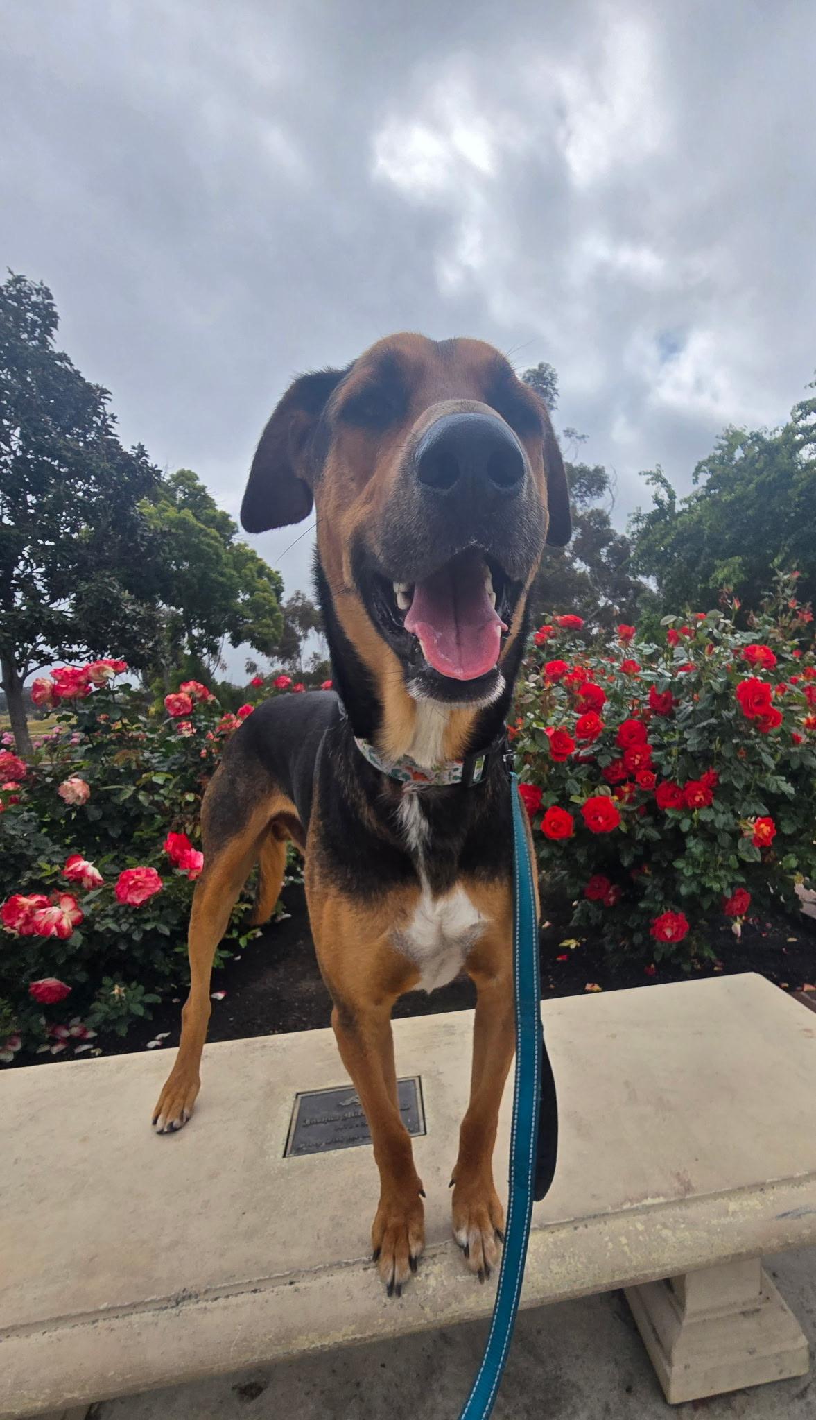 Enlarge Travis, a Adoptable Doberman Pinscher in Los Angeles , CA image 5/5