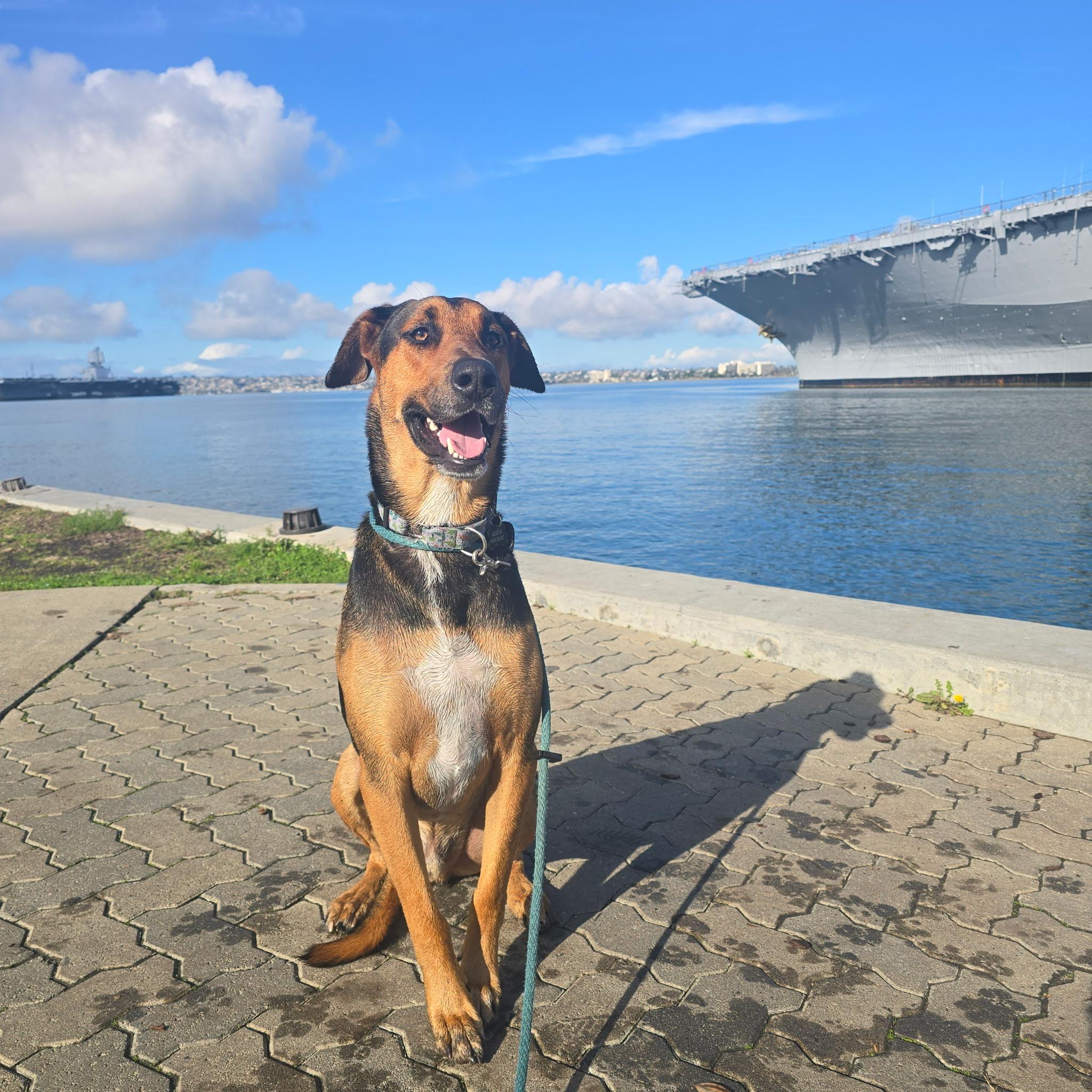 Enlarge Travis, a Adoptable Doberman Pinscher in Los Angeles , CA image 1/5
