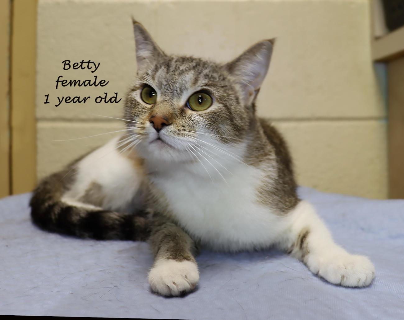 Enlarge Betty and Winnie - Bonded Pair!, an adopted Tabby in Euclid, OH image 3/6