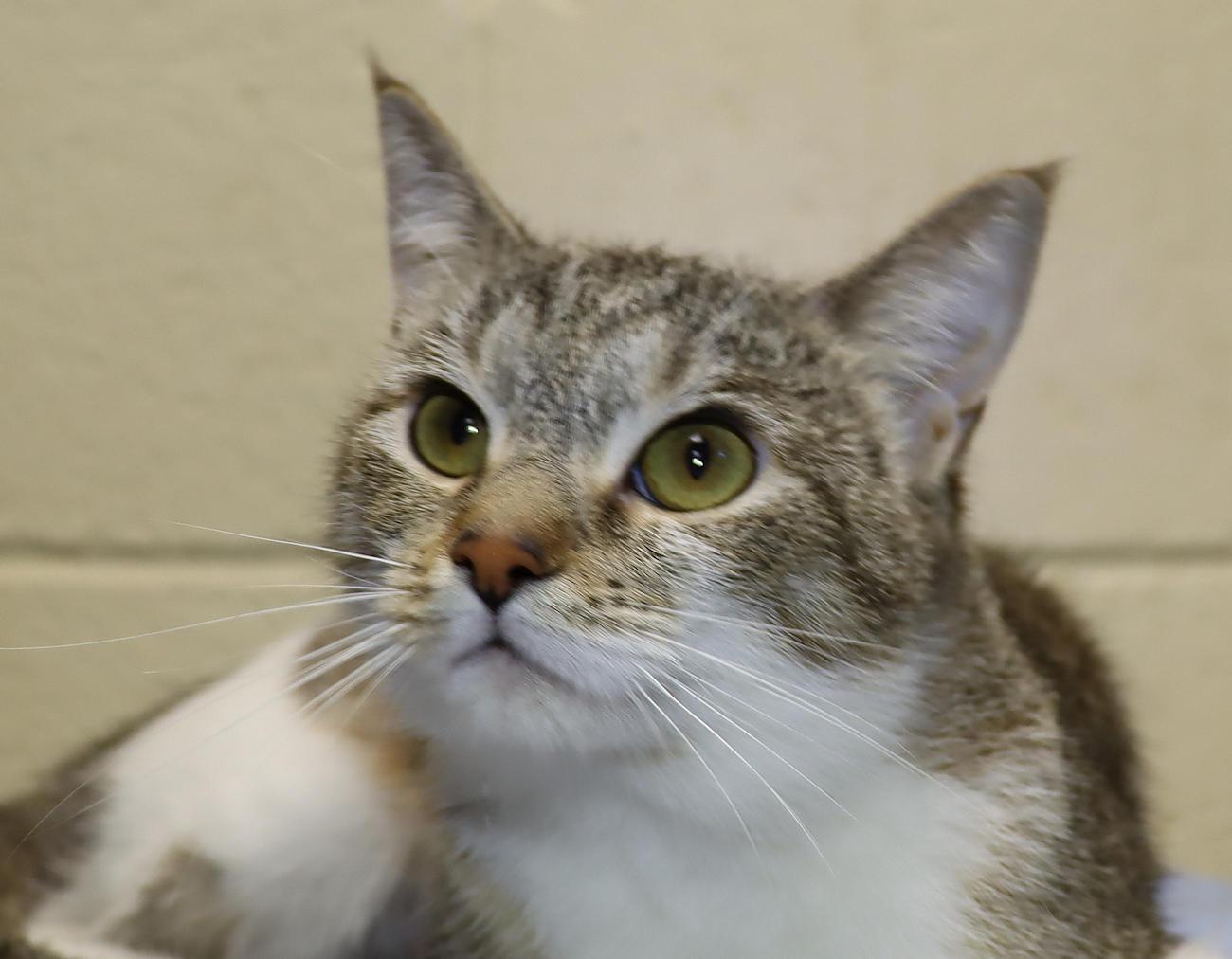 Betty and Winnie - Bonded Pair!, adopted, Young Female Tabby.