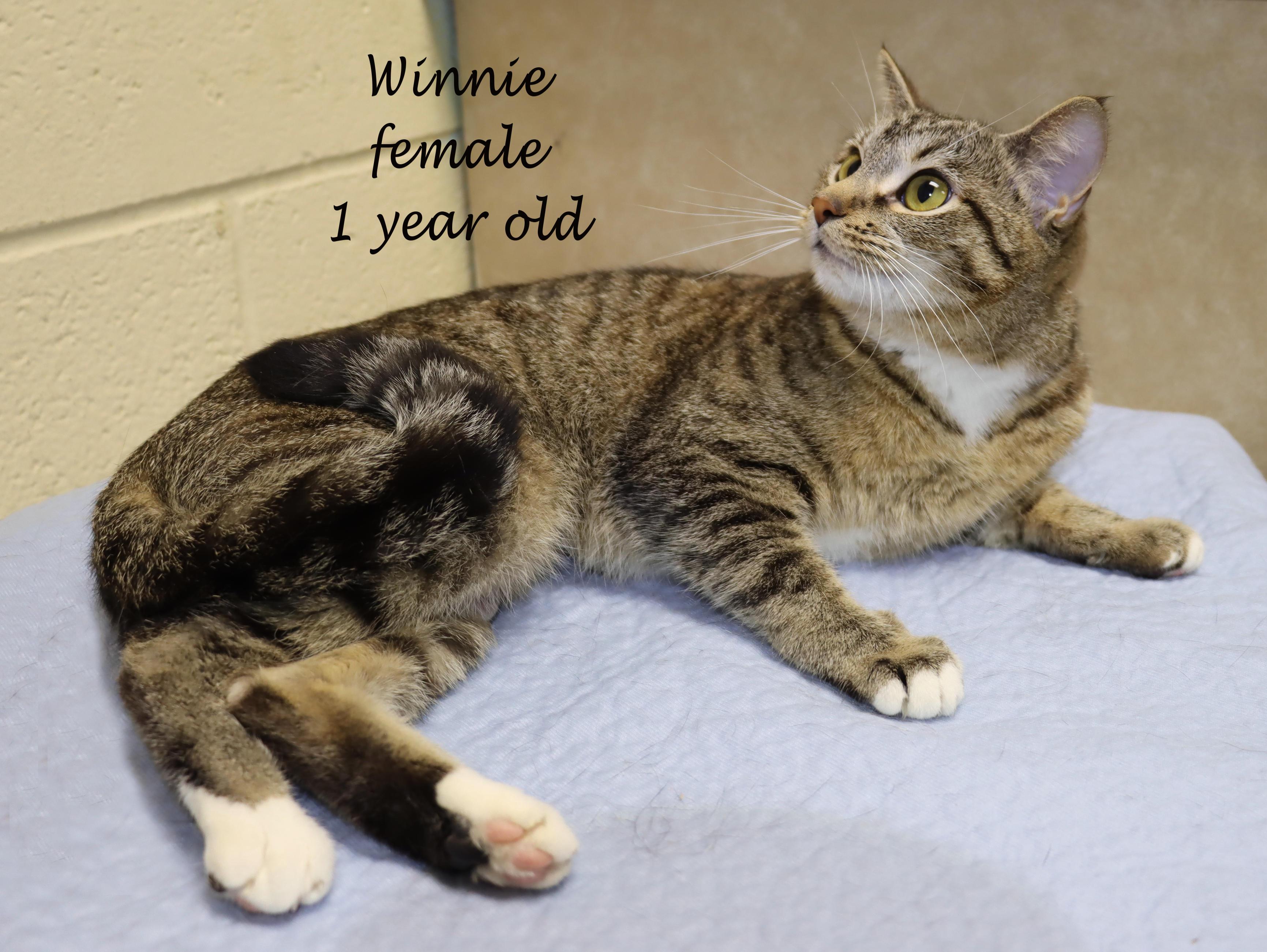 Enlarge Betty and Winnie - Bonded Pair!, an adopted Tabby in Euclid, OH image 4/6